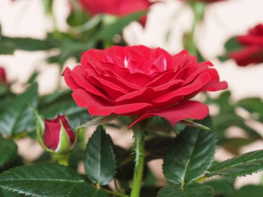 kırmızı gül çok yıllık çalı (cins Rosa) çiçek çiçeklenme