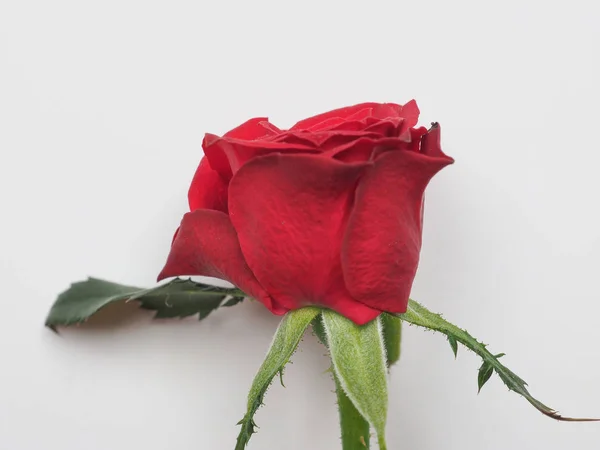 Rosa Vermelha Arbusto Perene Gênero Rosa Flor Flor — Fotografia de Stock