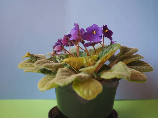 Paarse Saintpaulia Aka African Violet Bloem Bloei — Stockfoto