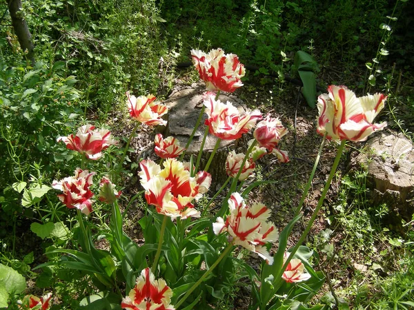 Красный Желтый Тюльпан Tulipa Gesneriana — стоковое фото