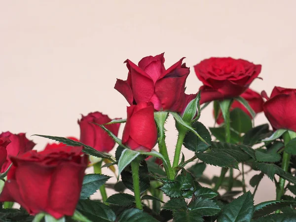 Rose Rouge Arbuste Vivace Genre Rosa Fleur Fleur — Photo