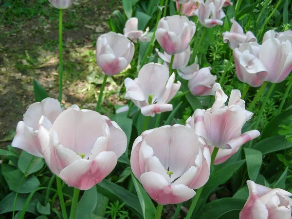 Розовые Белые Тюльпаны Tulipa Gesneriana — стоковое фото