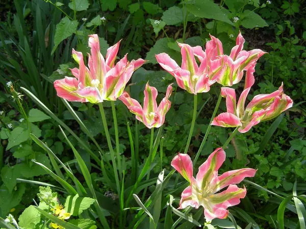 Розовые Желтые Тюльпаны Tulipa Gesneriana — стоковое фото