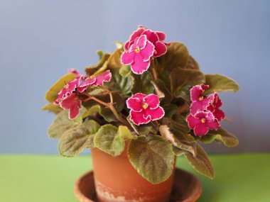 Mor menekse aka African Violet çiçek çiçeklenme