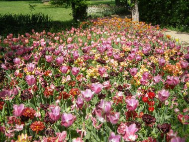 pembe sarı laleler (Tulipa gesneriana L) çiçek çiçeklenme