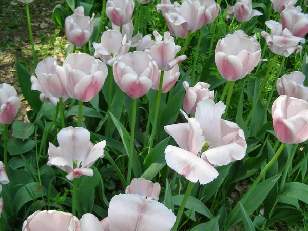 Розовые Белые Тюльпаны Tulipa Gesneriana — стоковое фото