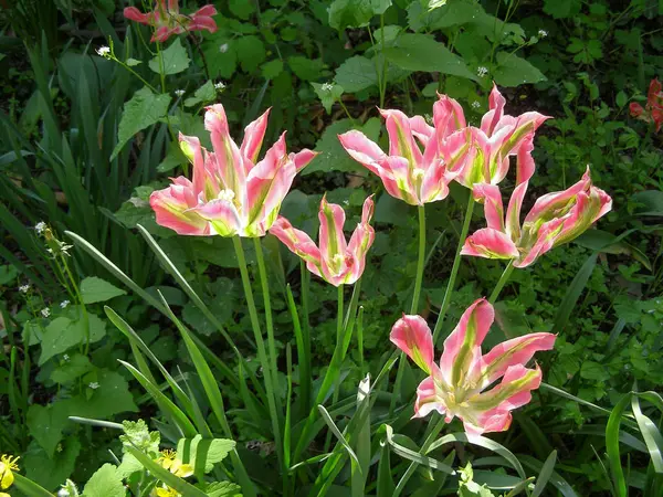 Розовые Желтые Тюльпаны Tulipa Gesneriana — стоковое фото