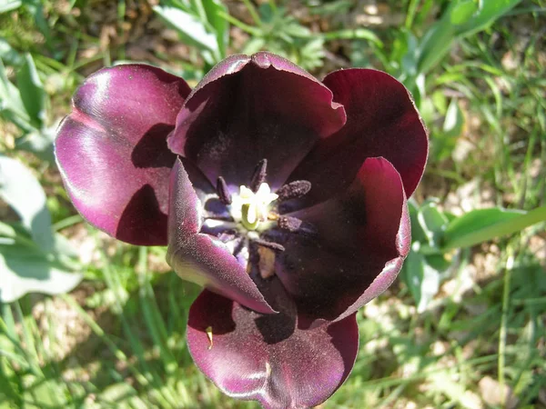 Фиолетовые Тюльпаны Tulipa Gesneriana — стоковое фото