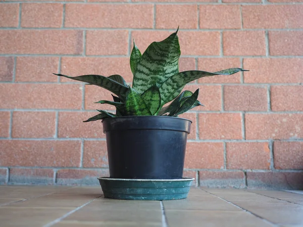 Planta de sansevieria verde —  Fotos de Stock