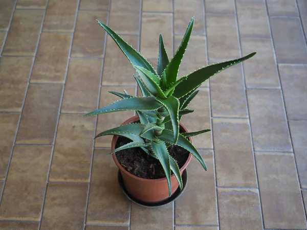 Groene sansevieria-plant — Stockfoto