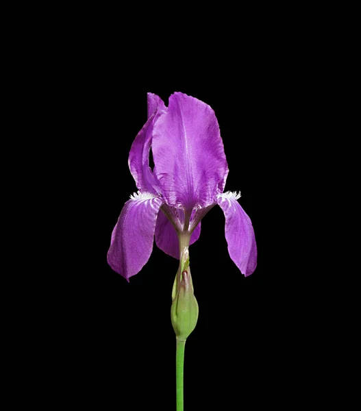 Iris violeta aislado — Foto de Stock