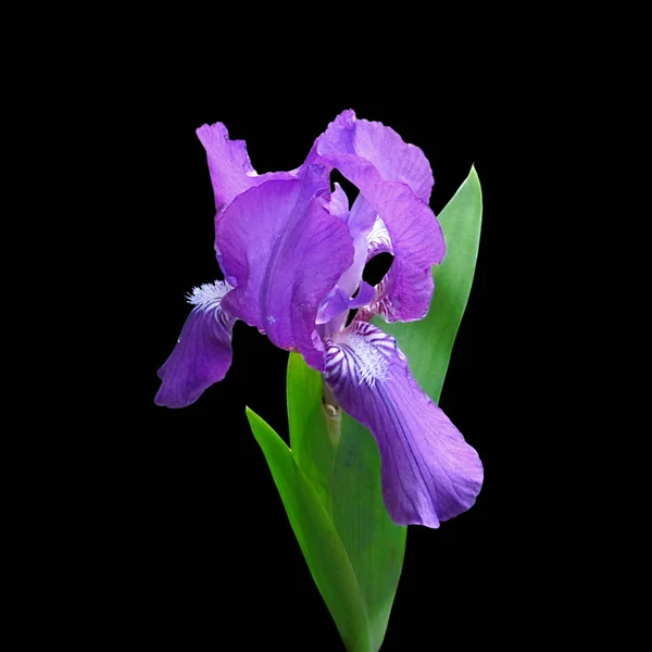 Iride viola isolata — Foto Stock