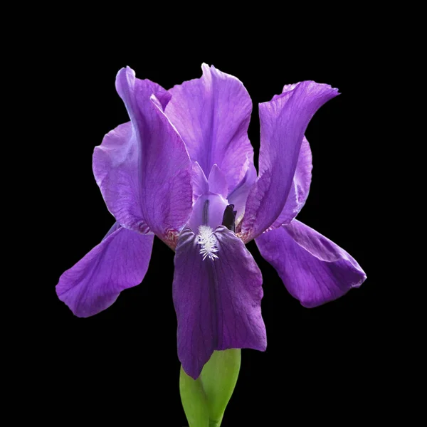 Iris violeta aislado — Foto de Stock