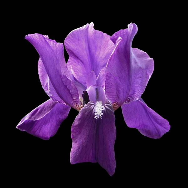 Iride viola isolata — Foto Stock