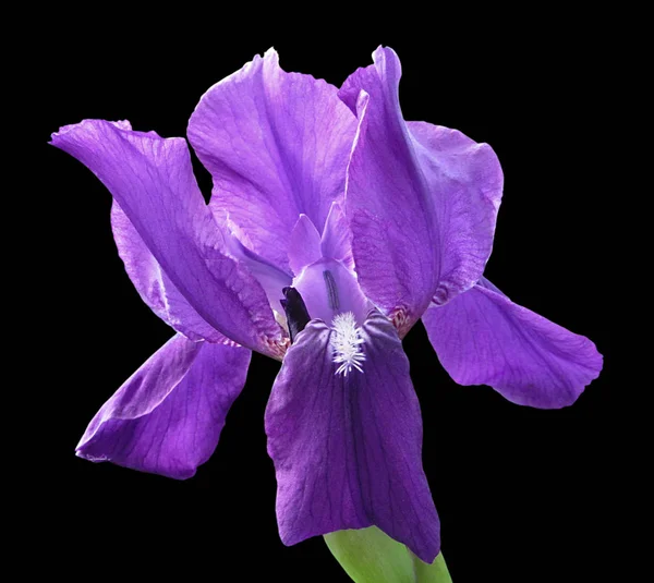 Violet iris isolated — Stock Photo, Image
