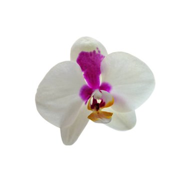 Beyaz arkaplanda izole edilmiş güzel bir orkide çeşidi