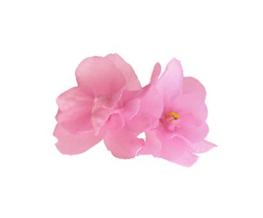 Güzel pembe menekşe beyaz bir arkaplanda izole edilmiş.