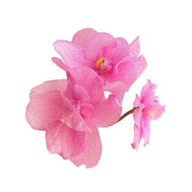 Güzel pembe menekşe beyaz bir arkaplanda izole edilmiş.