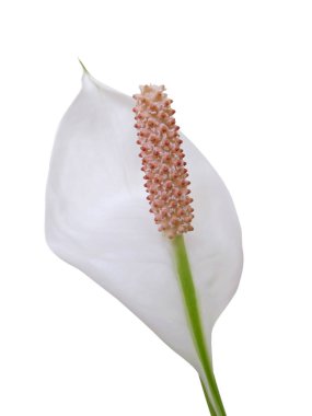 Beyaz bir arka plan üzerinde izole güzel beyaz çiçek