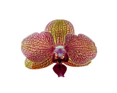 Beyaz arkaplanda izole edilmiş güzel bir orkide çiçeği.