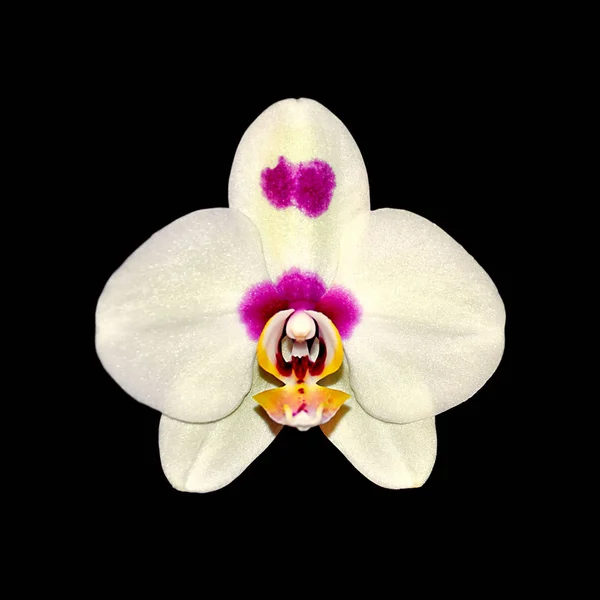 Beautiful motley orchid isolated on a black background — Stock Photo, Image