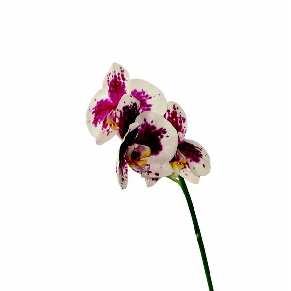 Hermosa orquídea abigarrada aislada sobre un fondo blanco —  Fotos de Stock