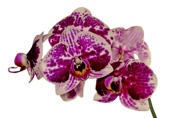 Beautiful variegated orchid isolated on a white background — Stock Photo, Image