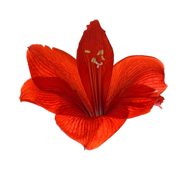 Krásný červený květ izolovaných na bílém pozadí — Stock fotografie