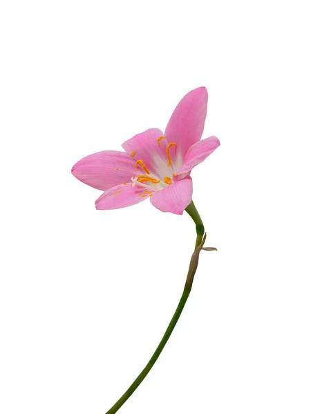 Hermosa flor rosa aislada sobre un fondo blanco — Foto de Stock