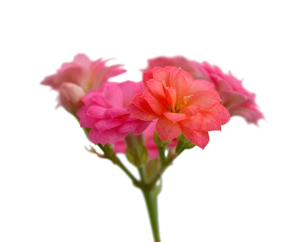 Beautiful pink flowers isolated on a white background