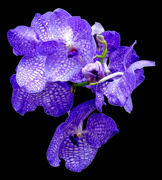 Orquídea azul bonita isolada em um fundo preto — Fotografia de Stock