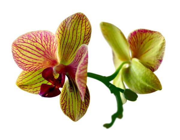 Mooie orchidee bloem geïsoleerd op een witte achtergrond — Stockfoto