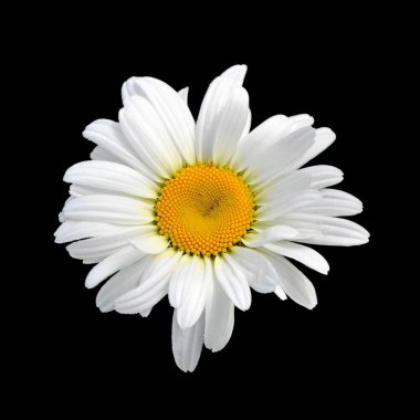 Güzel papatya çiçeği siyah bir arkaplanda izole edilmiş.