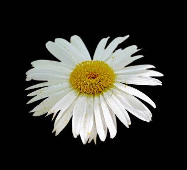 Güzel papatya çiçeği siyah bir arkaplanda izole edilmiş.