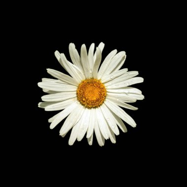 Güzel papatya çiçeği siyah bir arkaplanda izole edilmiş.