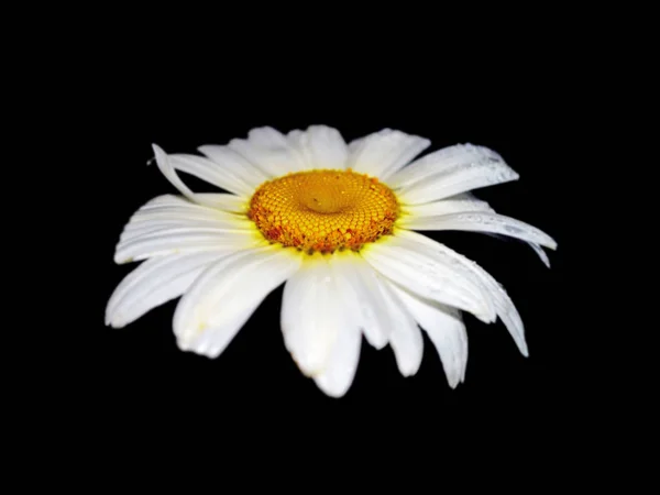 Όμορφο λουλούδι χαμομηλιού απομονωμένο σε μαύρο φόντο — Φωτογραφία Αρχείου