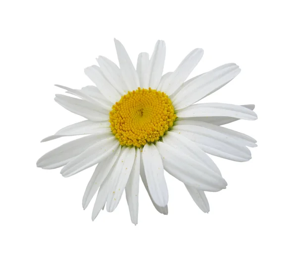 Güzel papatya çiçeği beyaz bir arkaplanda izole edilmiş.