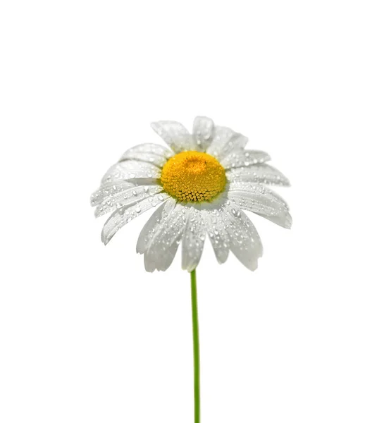 Beautiful chamomile flower isolated on a white background — ストック写真