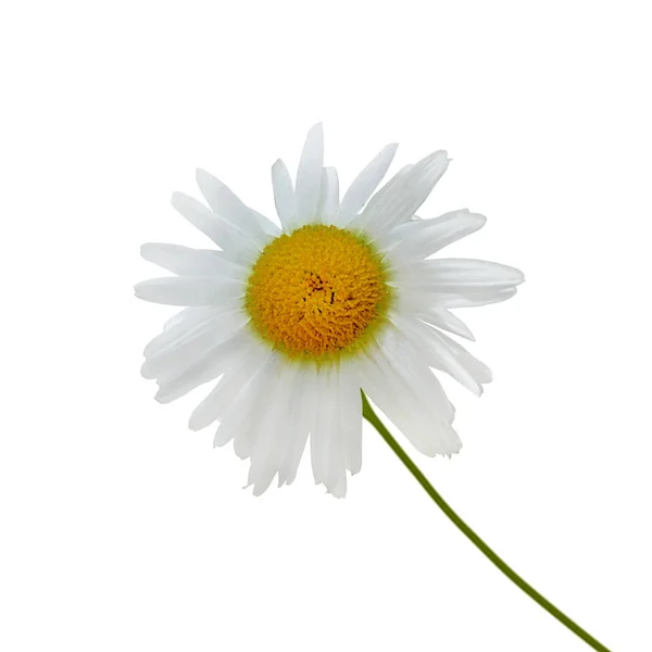 Beautiful chamomile flower isolated on a white background — ストック写真
