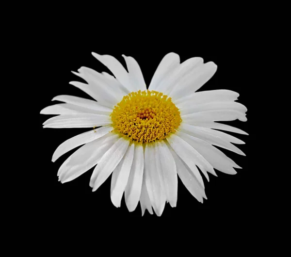 Piękny kwiat rumianku odizolowany na czarnym tle — Zdjęcie stockowe