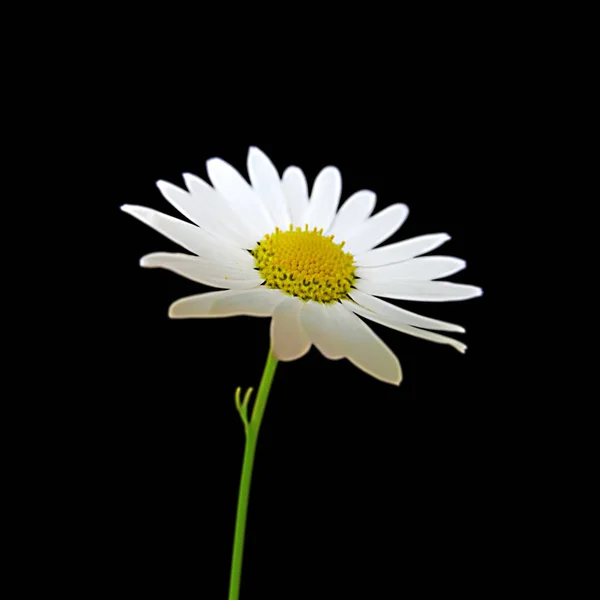 Schöne Kamillenblüte isoliert auf schwarzem Hintergrund — Stockfoto