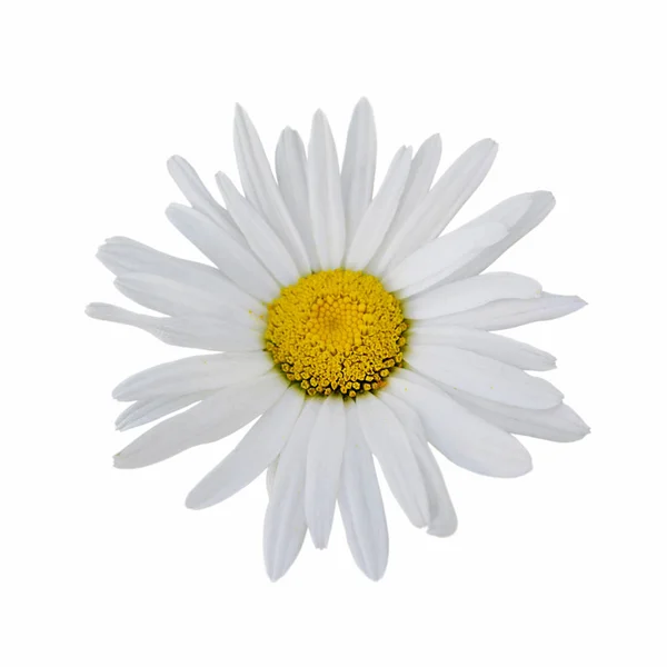 Beautiful chamomile flower isolated on a white background — ストック写真