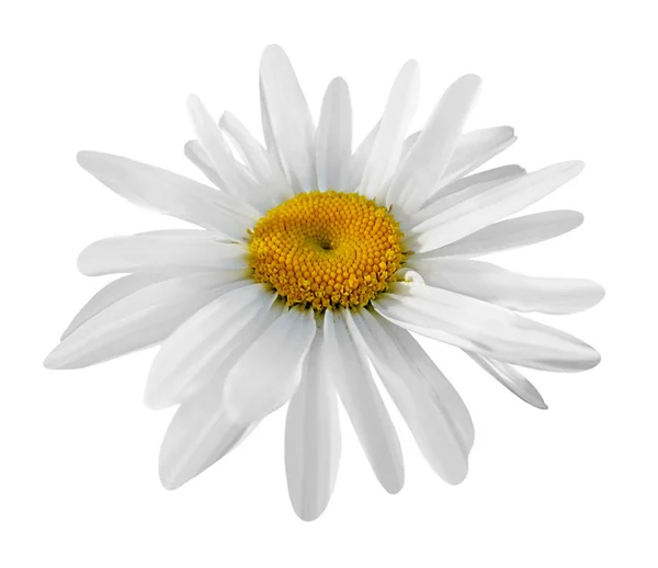 Beautiful chamomile flower isolated on a white background — ストック写真