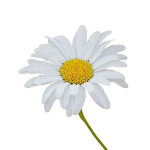 Güzel papatya çiçeği beyaz bir arkaplanda izole edilmiş.