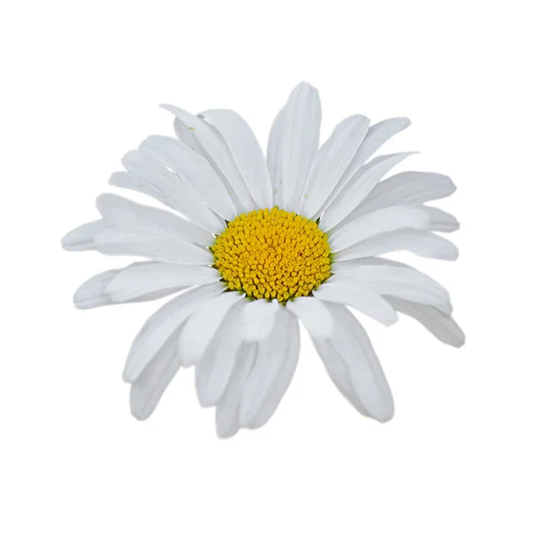 Beautiful chamomile flower isolated on a white background — ストック写真