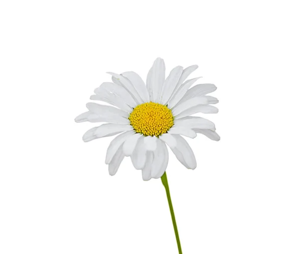 Beautiful chamomile flower isolated on a white background — ストック写真