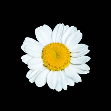 Güzel papatya çiçeği siyah bir arkaplanda izole edilmiş.