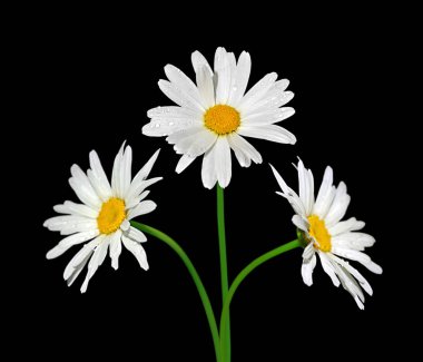 Güzel papatya çiçeği siyah bir arkaplanda izole edilmiş.