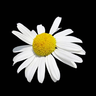 Güzel papatya çiçeği siyah bir arkaplanda izole edilmiş.