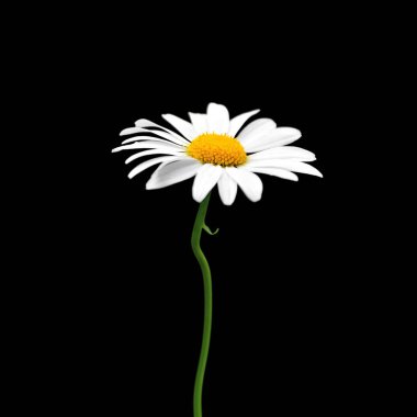 Güzel papatya çiçeği siyah bir arkaplanda izole edilmiş.